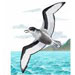 petrel