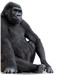 Corning Gorilla Glass2