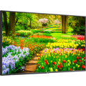 NEC M491 49-Inch Ultra Hi-Def Pro Video Display for Digital Signage - HDMI/USB/DisplayPort - SDM Compatible